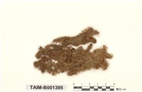 藏品(泥炭苔屬)的圖片